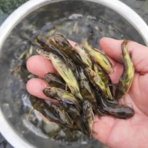 江苏宿迁丰庆特种水产精品黄骨鱼鱼苗，杂交黄骨鱼淡水养殖