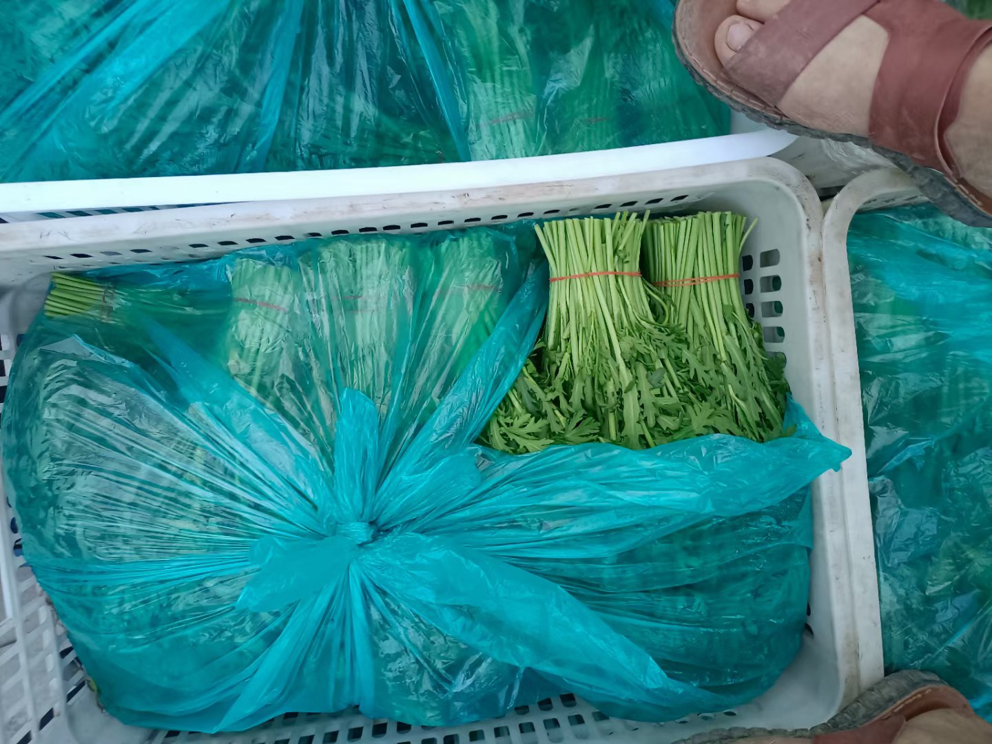 茼蒿保存方式示意图