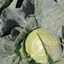 量大货源充足