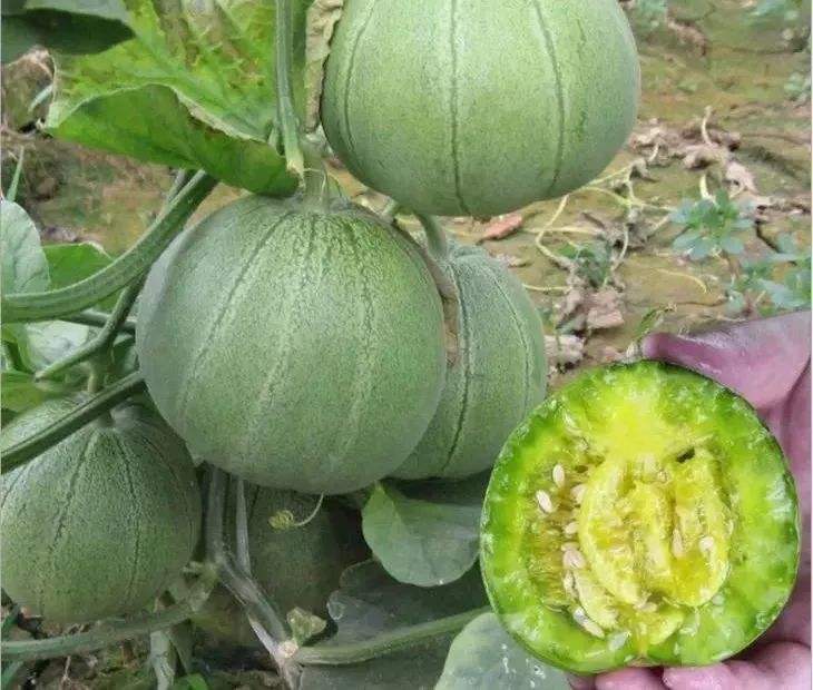 成熟的绿宝甜瓜呈淡绿色卵圆形,果面光滑带有浅纵沟,果脐微凹,散发清香气味,切开后果肉白色晶莹,汁水丰富,种子腔小 绿宝甜瓜成熟果实特写