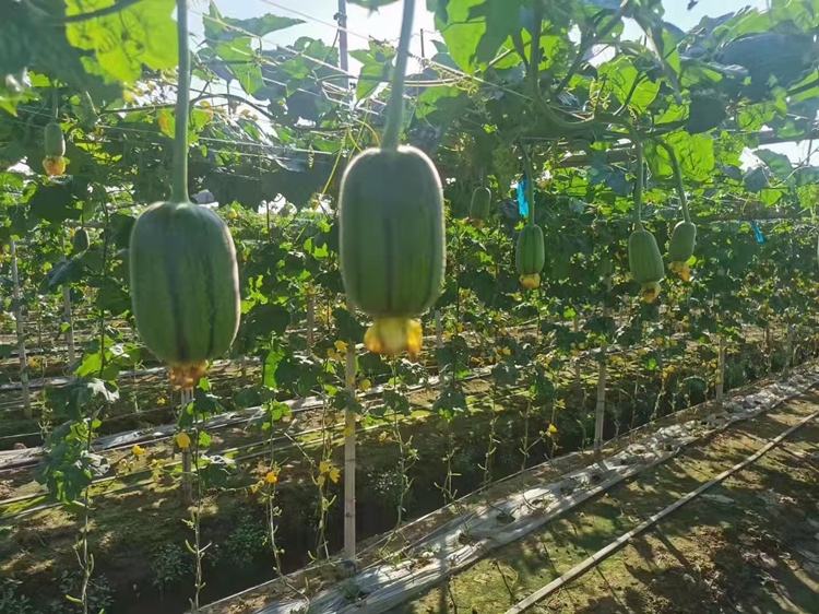 丝瓜大棚种植现场