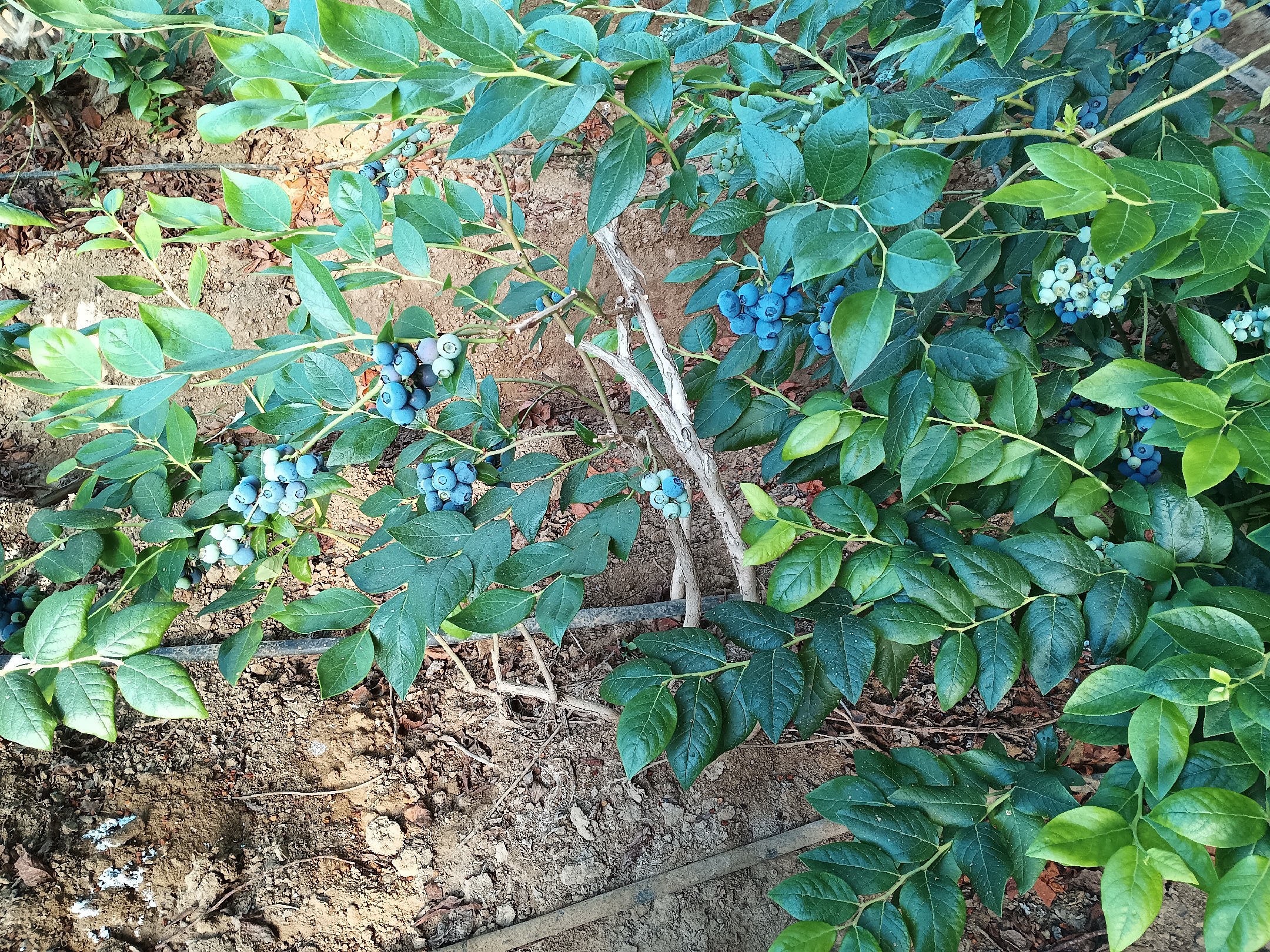 北陆蓝莓种植园，整齐的植株排列，果实累累