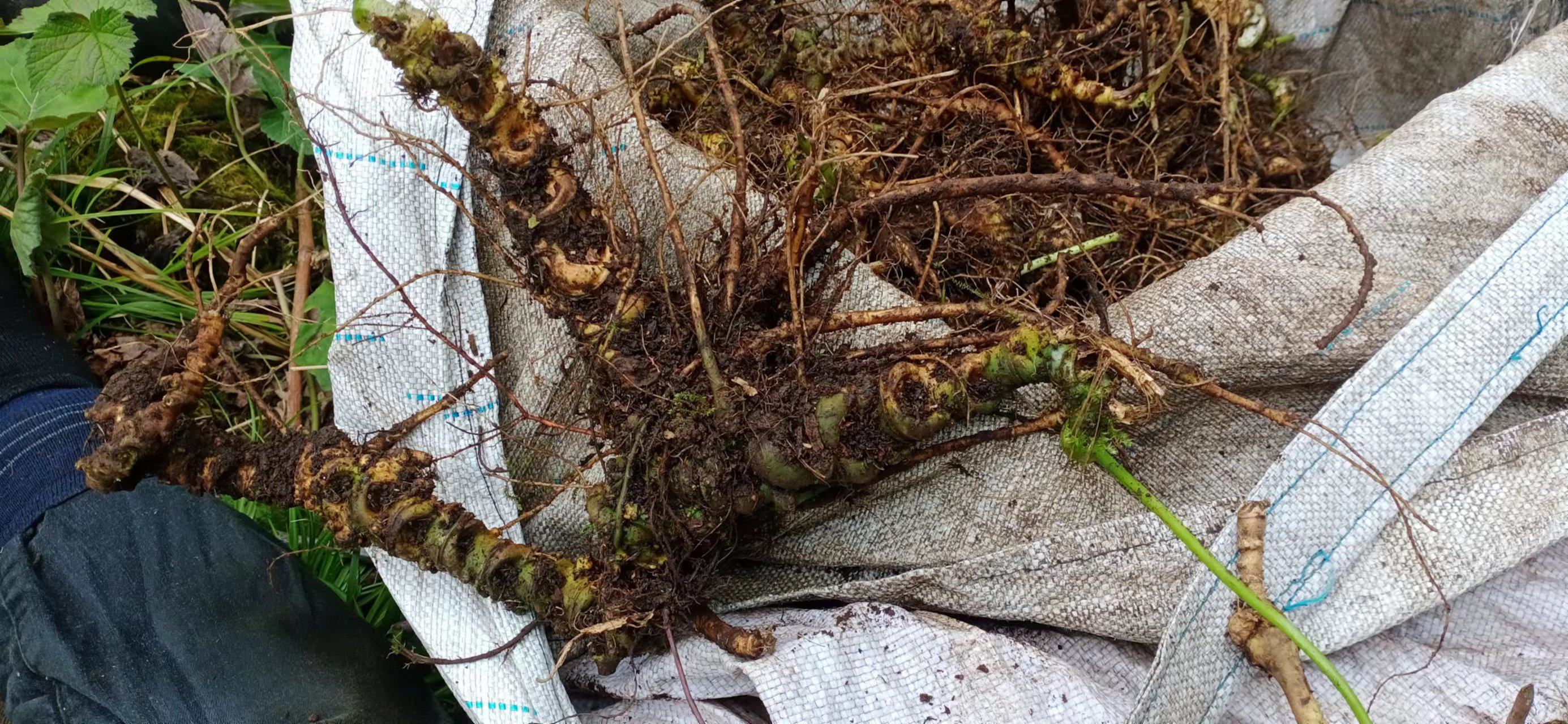 赤芍与三七中药材的对比图