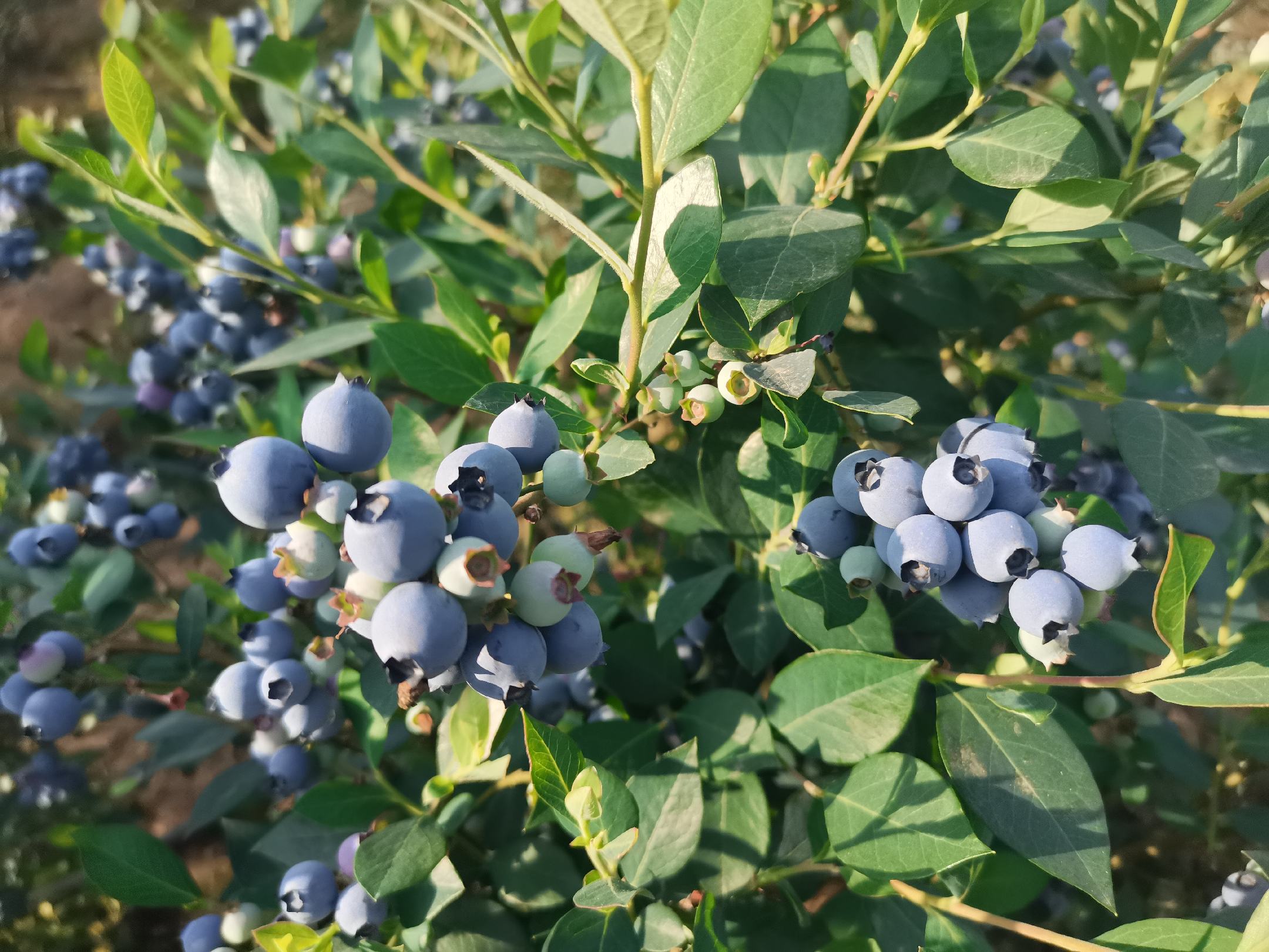 蓝莓与几种相似野果的对比图,展示它们在颜色和形状上的相似性 几种与蓝莓相似的野果对比图
