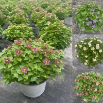 紫芳草花多年生耐寒绿植物室内室外阳台盆栽春季秋季花苗花卉