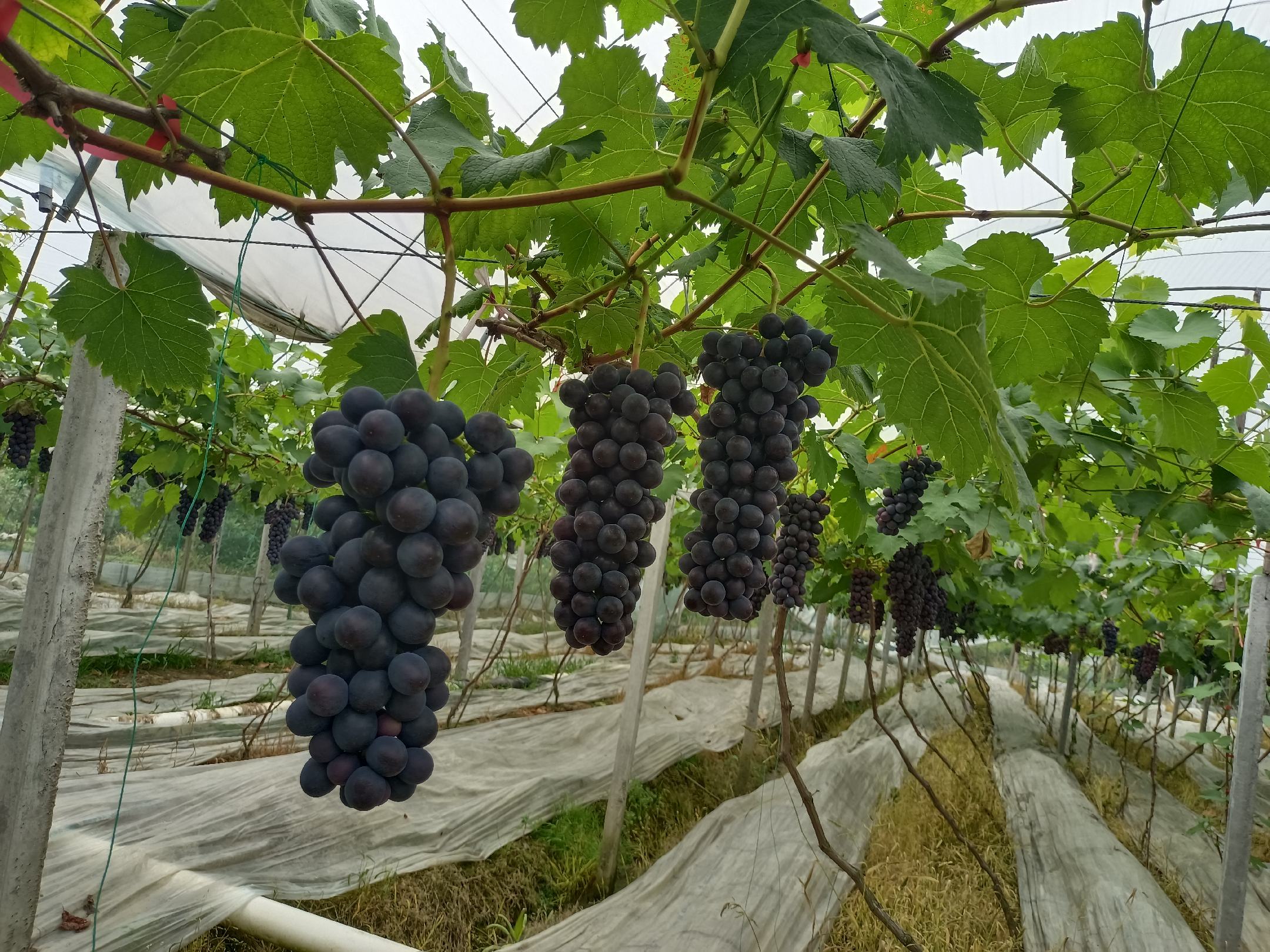 夏黑葡萄果园航拍