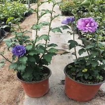 蓝莓冰沙蓝色紫色重瓣大花木槿花苗盆栽多季开花庭院花卉植物
