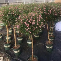 小木槿花盆栽绿植阳台花园庭院观花植物花卉耐热好养