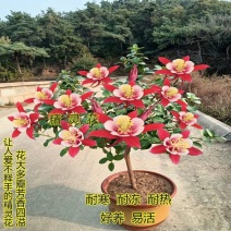 精灵花浓香型大花重瓣耐寒耐冻耐热四季花卉室内室外阳台均可