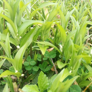 [毛慈菇批发]四川大叶毛慈姑干货,货,现货供应,一手货源产地直供.价格