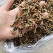 纯干全蝎统装500g全蝎常年大货批振兴药材购销站