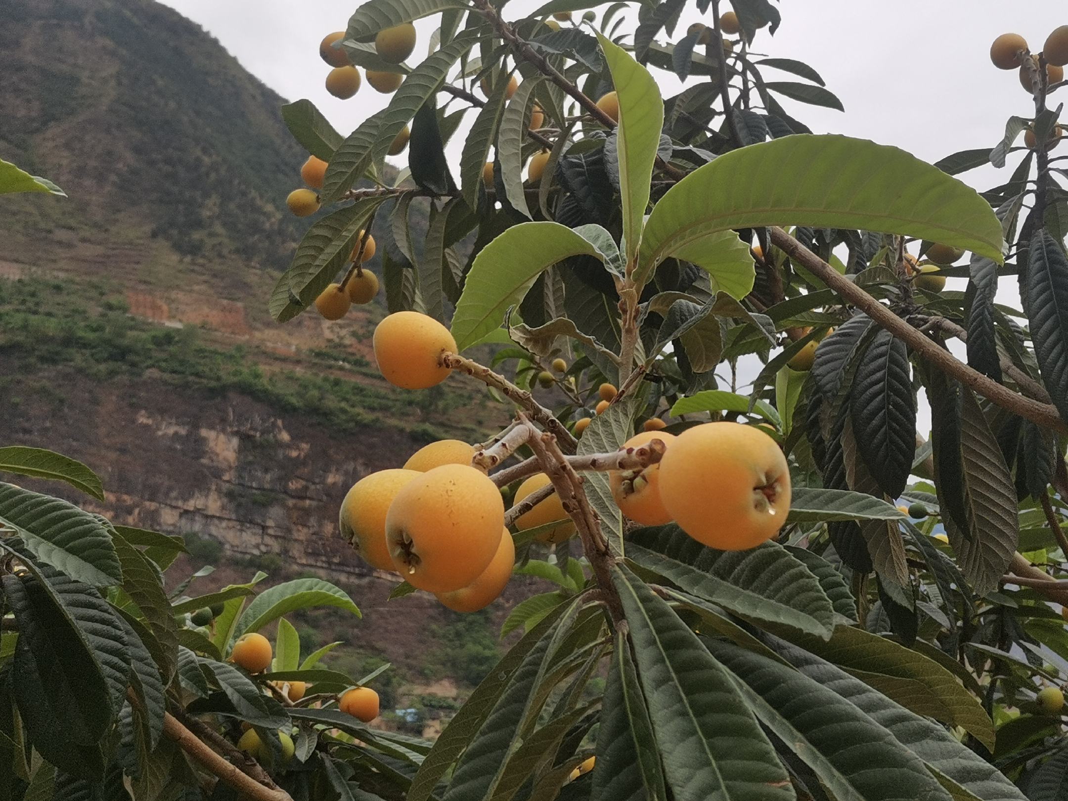 一名果农正在对大五星枇杷树进行夏季修剪,手持修枝剪去除过密夏梢,树高约3米,阳光透过修剪后的枝条间隙照射进树冠内部,地面铺设反光膜以增加下层叶片光照 夏季大五星枇杷园修剪现场