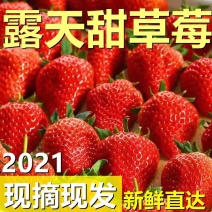 草莓黄瓜番茄西兰花生菜大蒜大麦
