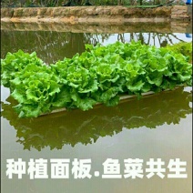 水上种植漂浮板无土栽培设备厂家销鱼塘水面新型种菜定植浮