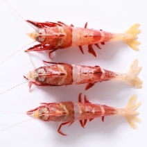 鸡冠虾225g/盒鸡冠虾大头虾海虾虎虾呛虾海鲜