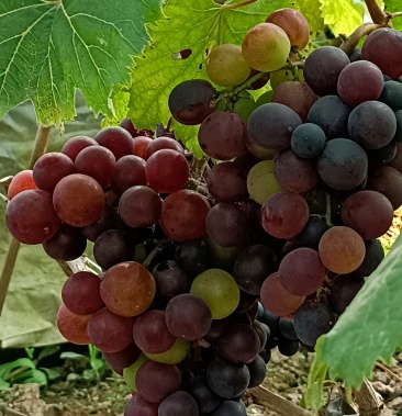 [蜜光葡萄批发]蜜光葡萄价格11.00元/斤 - 一亩田