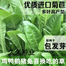 菊苣种子多年生菊苣牧草种子大叶菊苣牛羊牧草高产牧草四季