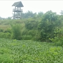 水葫芦