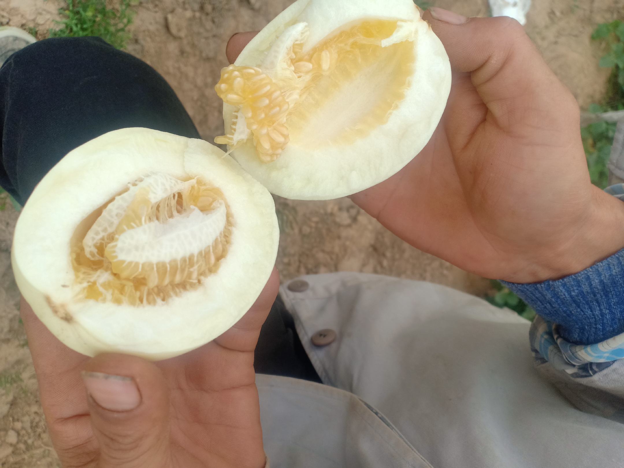 星甜24甜瓜的果肉切面图