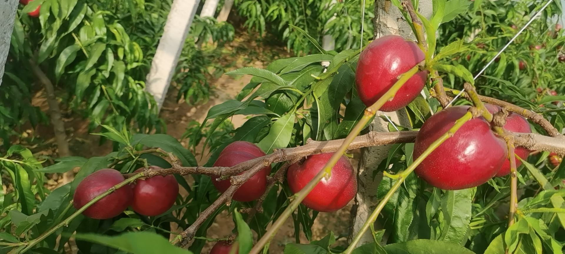 果园中的黄油桃树