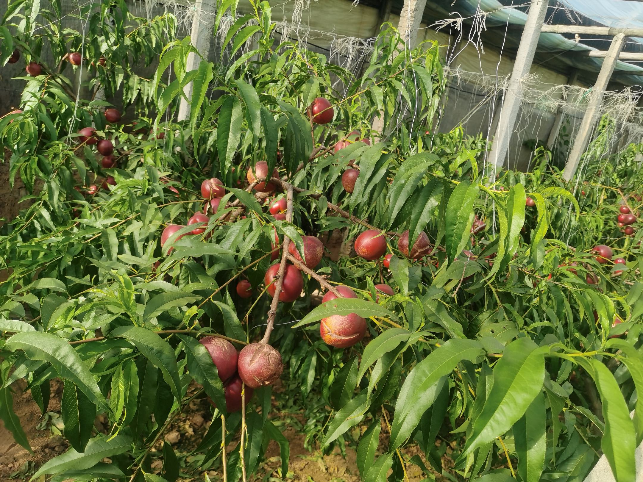 黄油桃果园实景