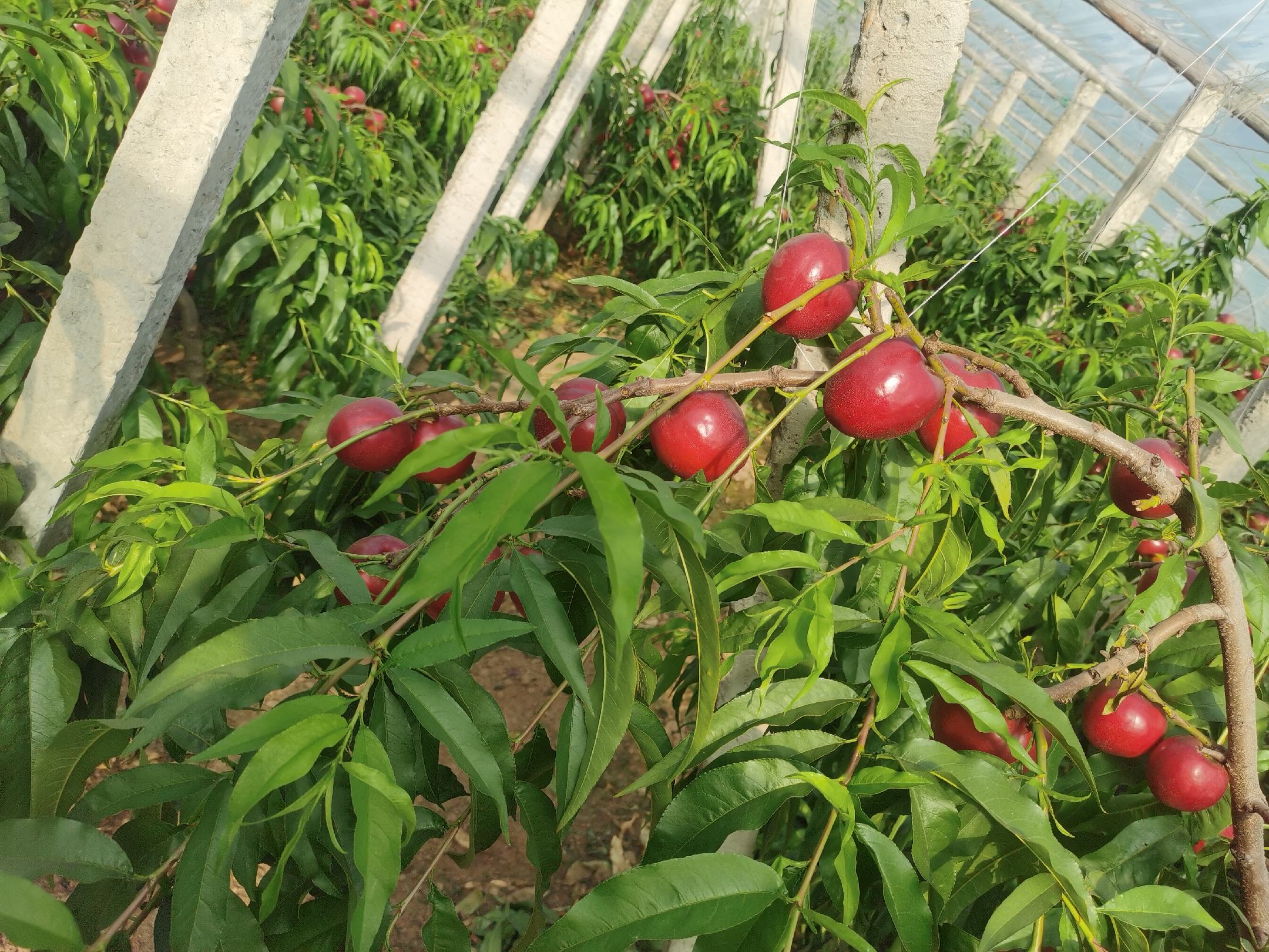 黄油桃挂果实拍图