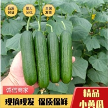 山东水果黄瓜、小黄瓜、青瓜一手货源，欢迎采购。