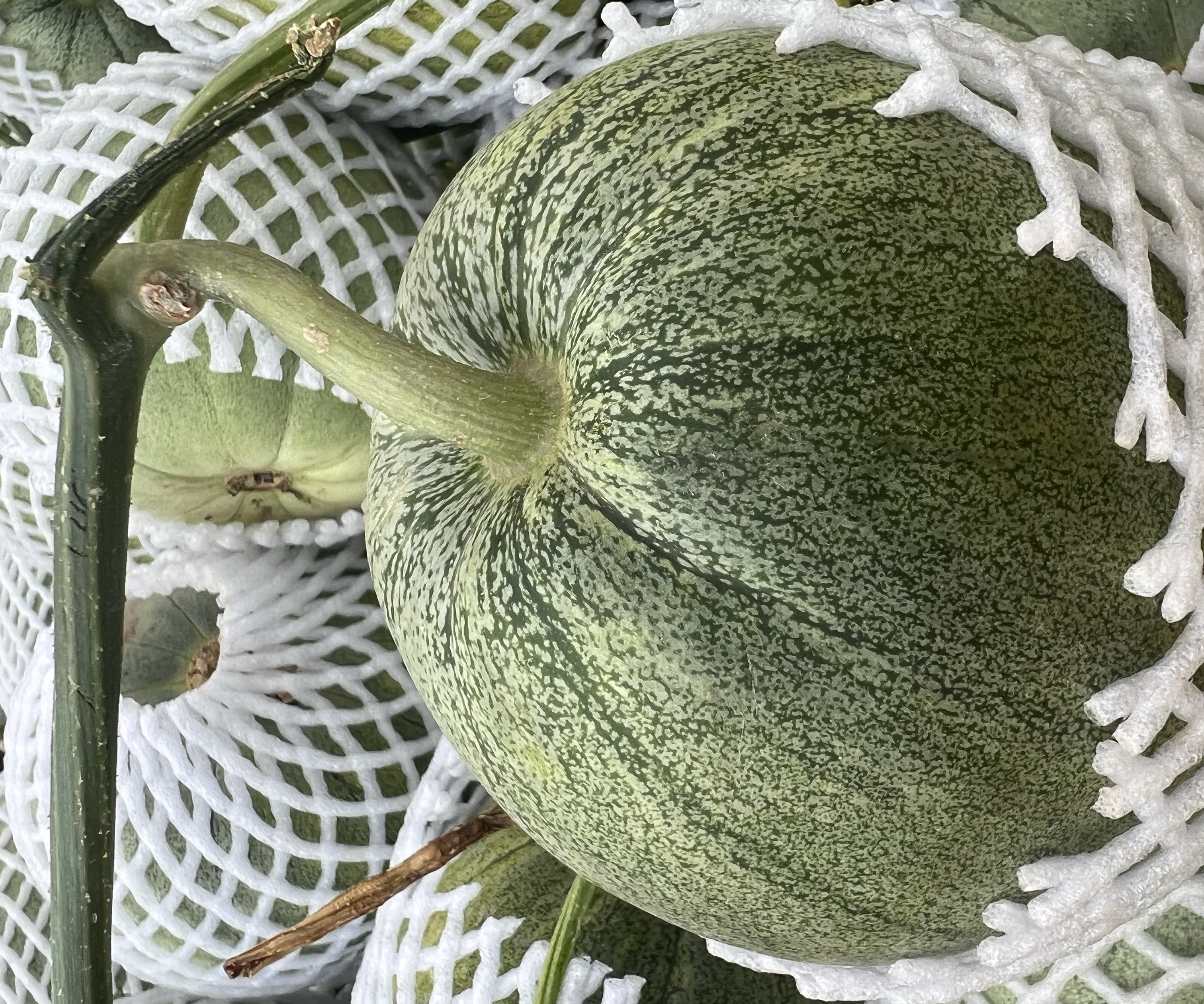 蜜宝甜瓜特写