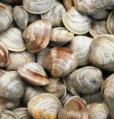 [蛤蜊批发]鲜活美贝 蚬子 黄沙蚬 无沙 超大 海鲜贝类 大量批发零价格