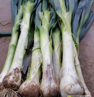 石家庄大头葱鸡腿大葱基地直供全国发货