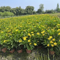 木春菊价格成都木春菊批发木春菊图片及报价木春菊小苗