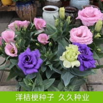 洋桔梗种子四季种易活室内盆栽花卉草籽室内外开花植物花种子