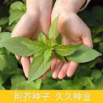 大叶荆芥种子荆芥菜种籽河南荆芥苗菜籽蔬菜种子四季播