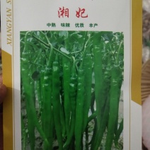 薄皮二青条尖椒穴盘苗直生苗，基地直供，保质保量，量大从优
