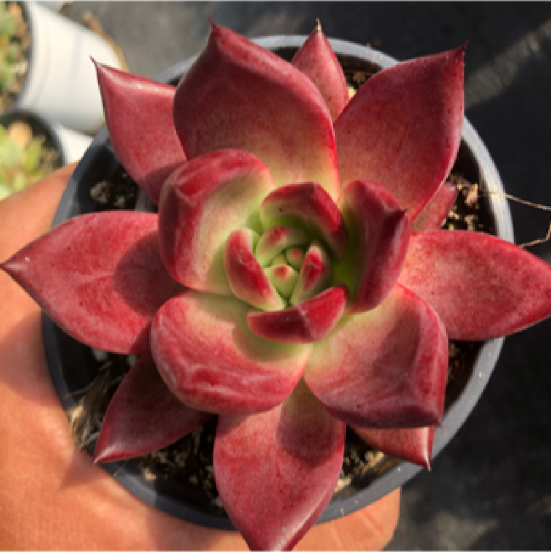 [多肉植物批发]云南昆明晋宁区多肉植物 3.00元/棵卡宴 _ 一亩田