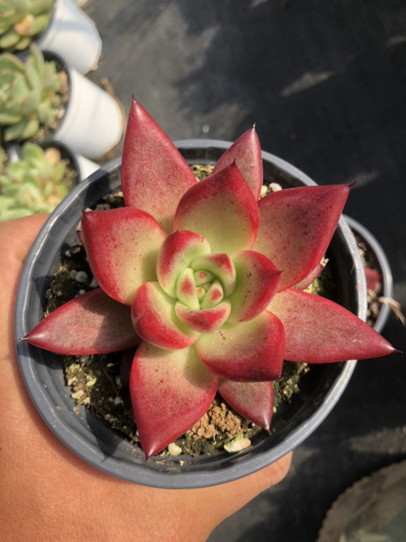 [多肉植物批发]云南昆明晋宁区多肉植物 3.00元/棵卡宴 _ 一亩田