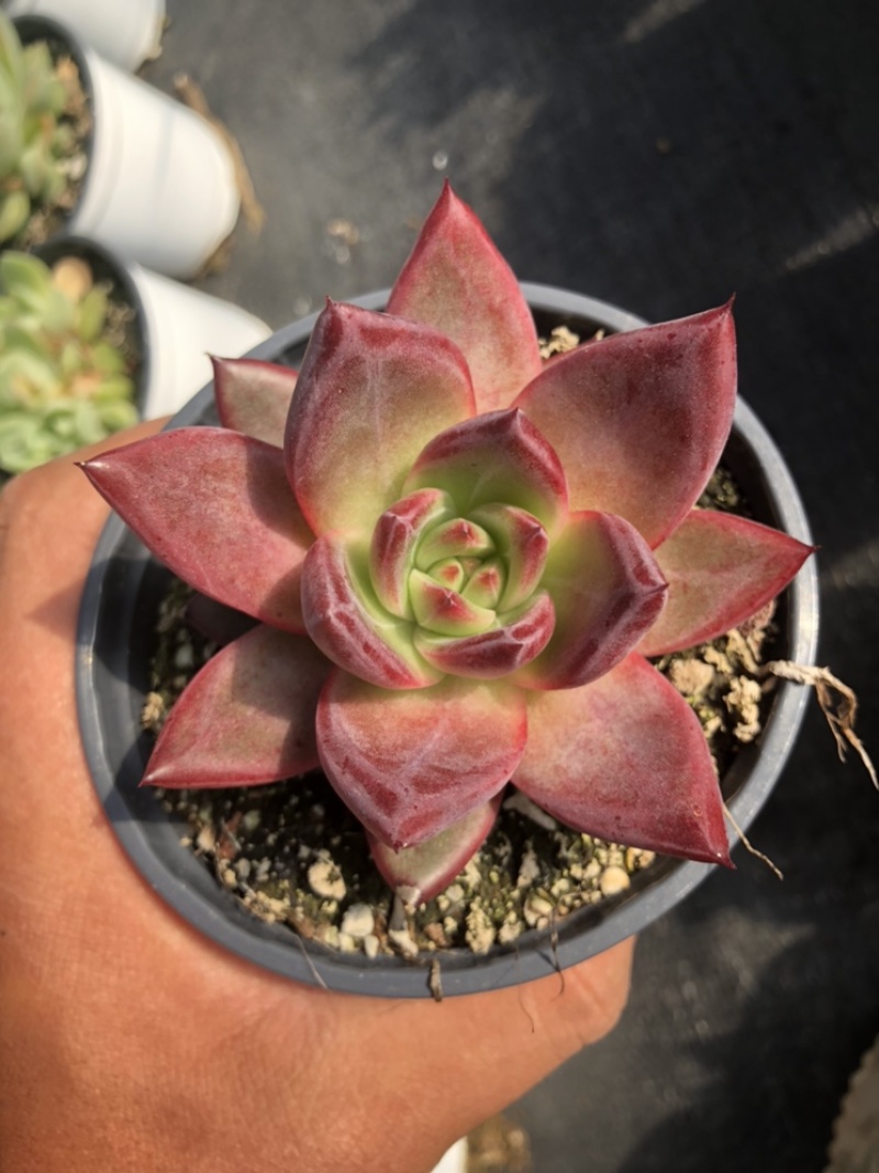 [多肉植物批发]云南昆明晋宁区多肉植物 3.00元/棵卡宴 _ 一亩田