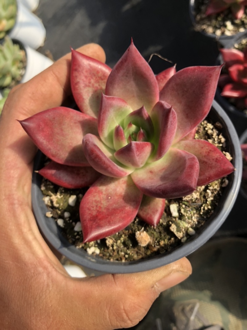 [多肉植物批发]云南昆明晋宁区多肉植物 3.00元/棵卡宴 _ 一亩田