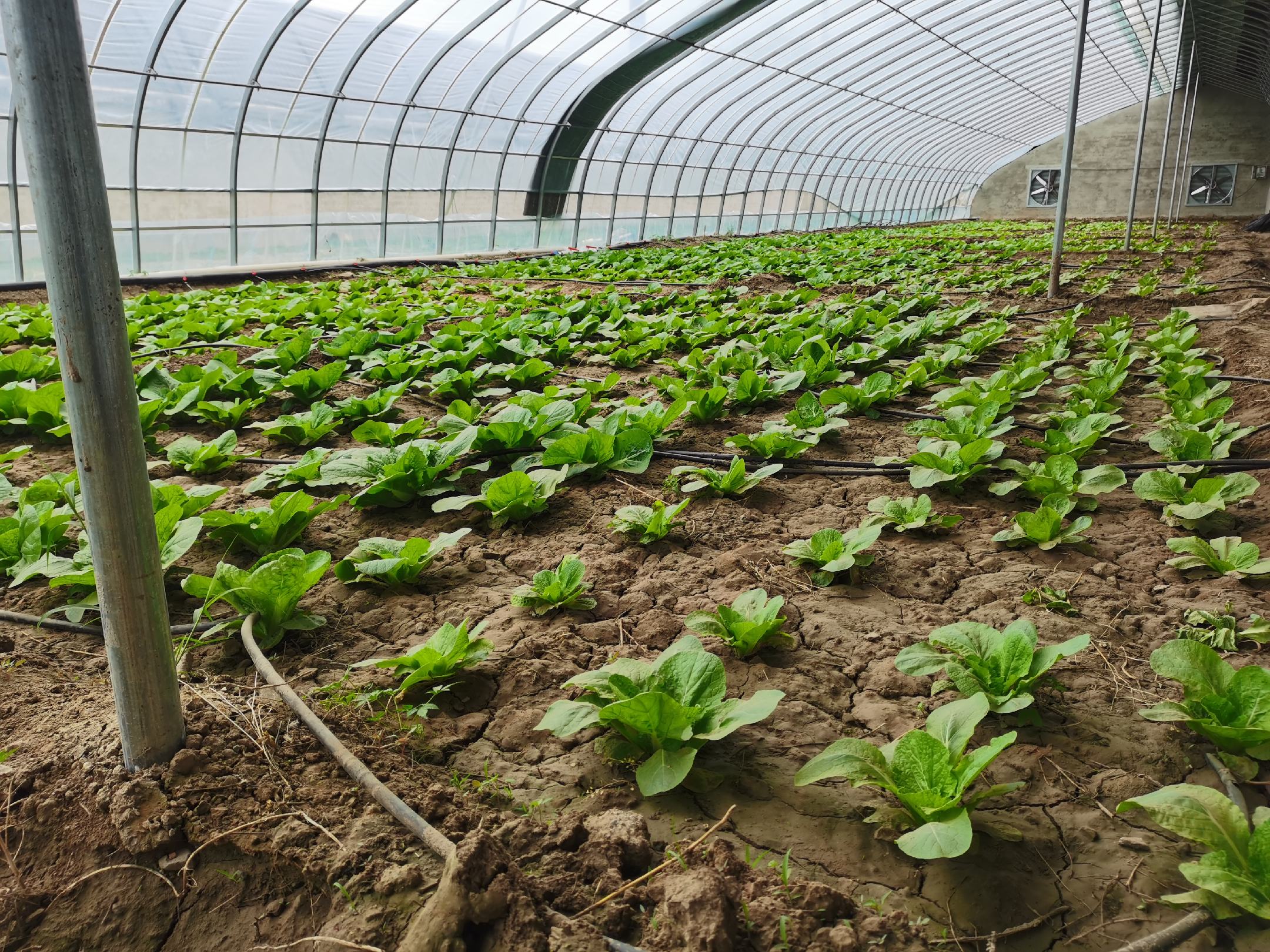 温室大棚中油菜的生长情况,展示了设施农业下的油菜种植环境与管理方式 温室油菜种植