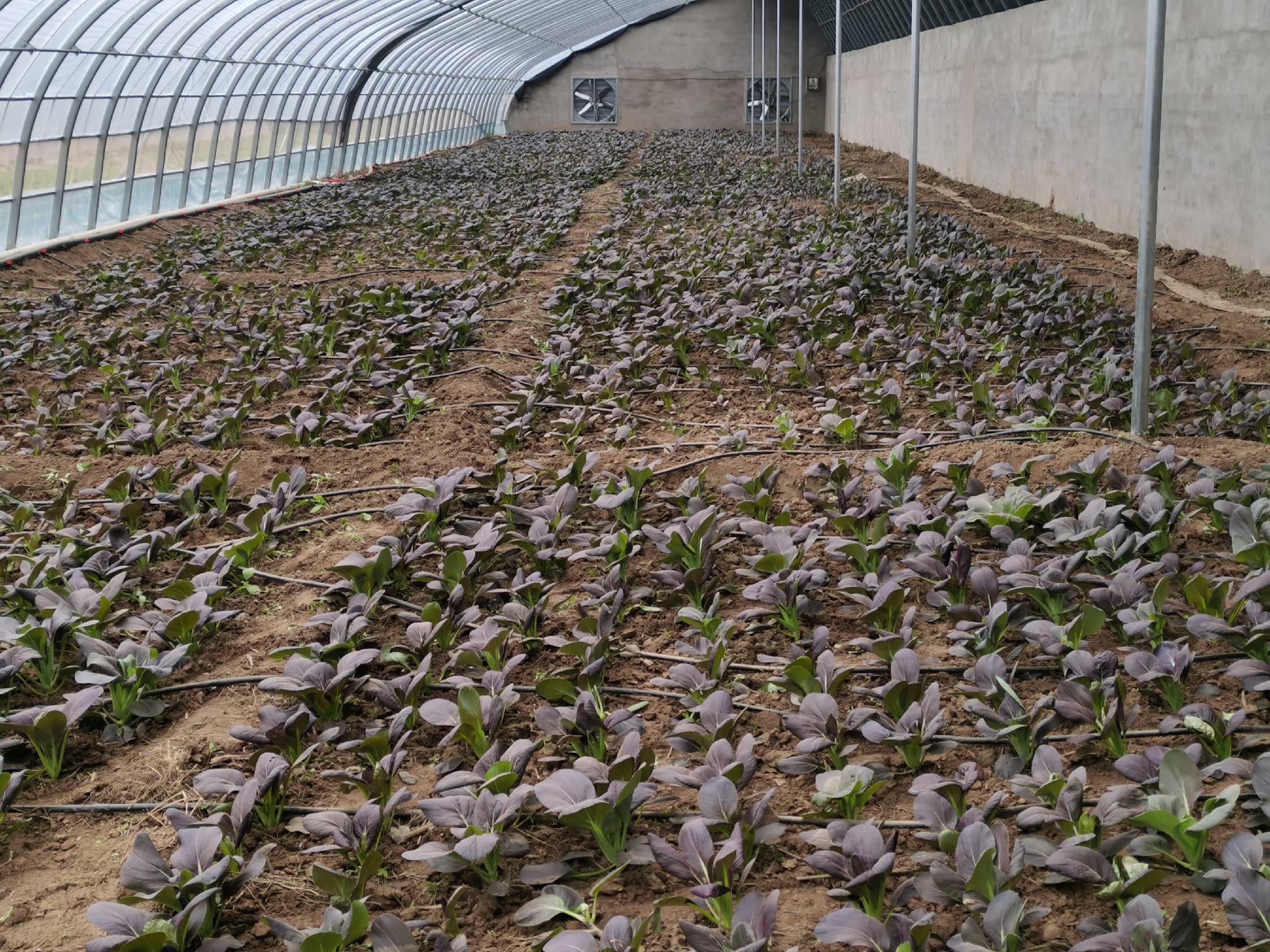 田间采收实景：一位戴草帽的农民弯腰用手掐取油菜幼苗，动作轻柔，只摘取顶部5–8厘米嫩茎叶，留茬约2厘米以促分枝再生，身后可见整齐油菜畦与露珠反光的叶片