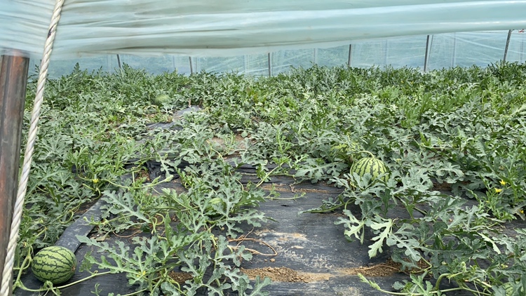 温室大棚内生长的特小凤西瓜植株,藤蔓细长,叶片深绿带锯齿边缘;成熟果实呈椭圆形,果皮浅绿底覆墨绿细条纹,表面光滑无蜡质层;切开后果肉呈明亮的柠檬黄色,籽少且小,果肉质地紧实多汁 特小凤西瓜植株与果实特写