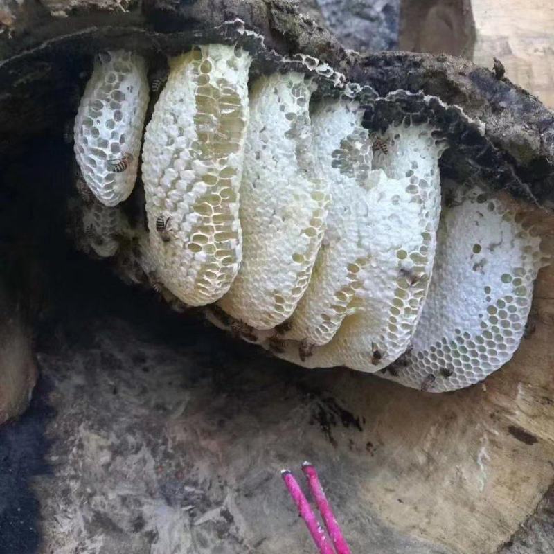 野生蜂蜜放的越久越好吗视频讲解(野生蜂蜜放久了会坏吗) 野生蜂蜜放的越久越好吗视频讲解(野生蜂蜜放久了会坏吗)