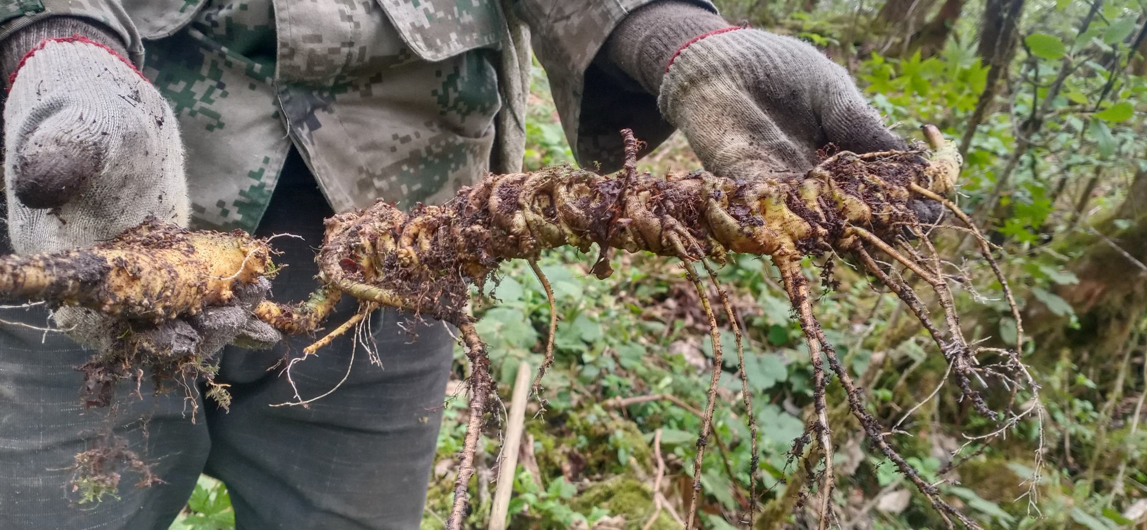 三七采挖现场图