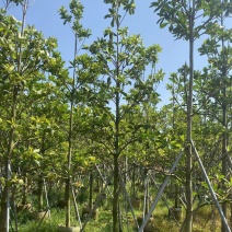 尖叶杜英，各种规格齐全广东产地直发欢迎联系