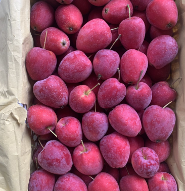 海棠鸡心果香槟果耐运输耐储存口感脆甜