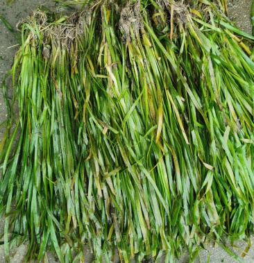 干苦草四季常青短叶苦草耐低高温株小叶矮不出水面包邮