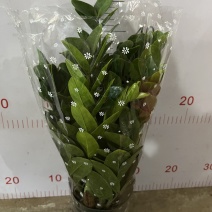 金钱树盆栽植物室内客厅钱串子四季常青办公室大盆绿植招财树