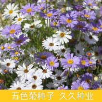五色菊种子菊花阳台盆栽室内易种庭院观花景观花草花海植物花
