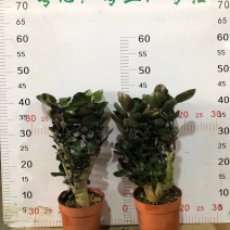 福禄桐金钱兜盆栽大树老桩盆景客厅室内四季常青盆栽绿植花卉