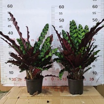 猫眼豹纹竹芋盆栽招财绿植办公室内客厅桌面观叶植物喜阴四季